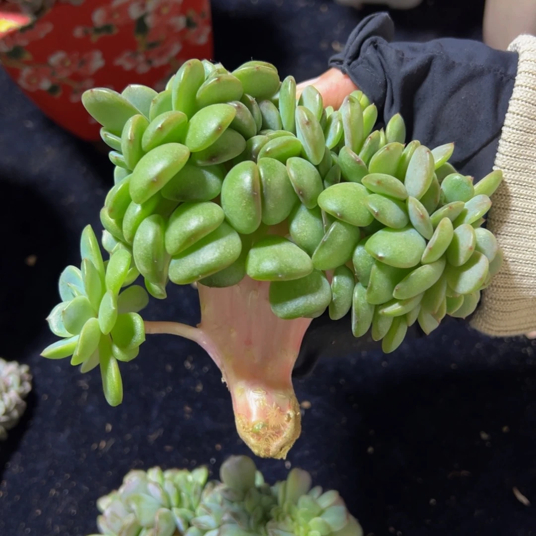 红恋小树缀 天天开心