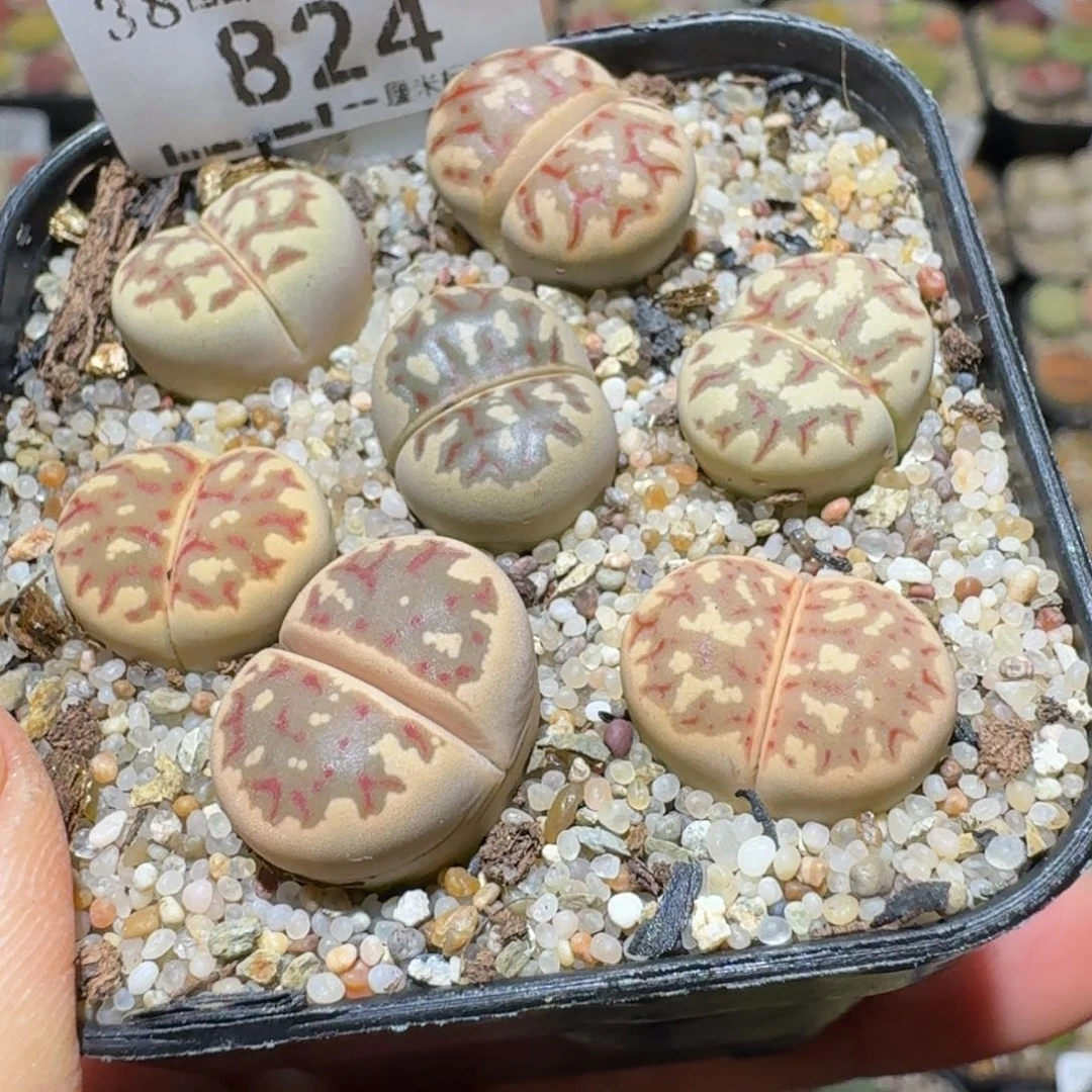 Sss清仓价便宜出824