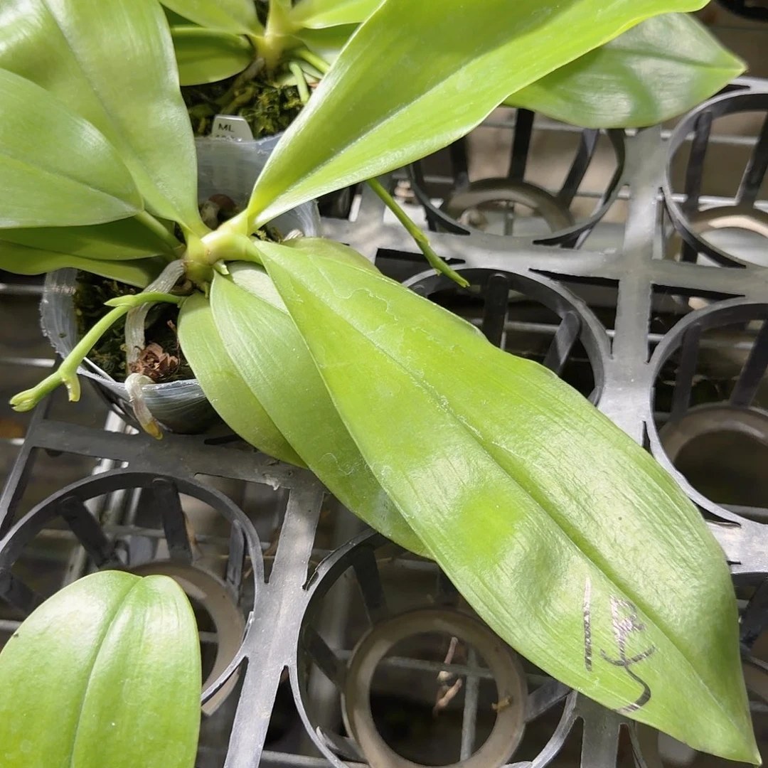 二***香无花朵1377原生1号