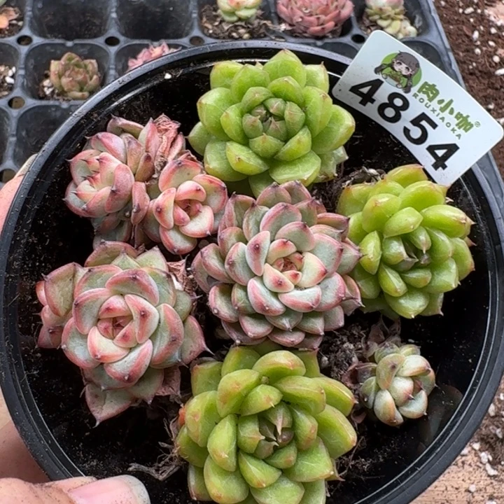 一***贝完全开放多肉植物多肉植物