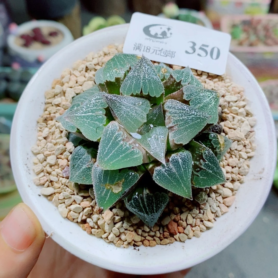 生石花花花花花花花350