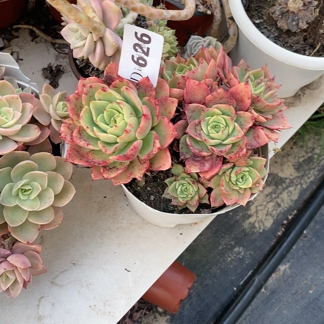 旧**远626贝拉多娜多肉植物