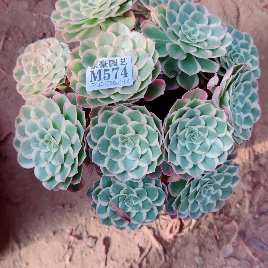孔雀翎发师574冠幅26