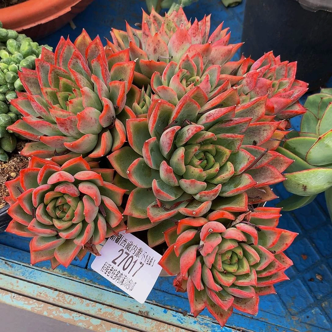 九***柏瑞安娜27017多肉多肉