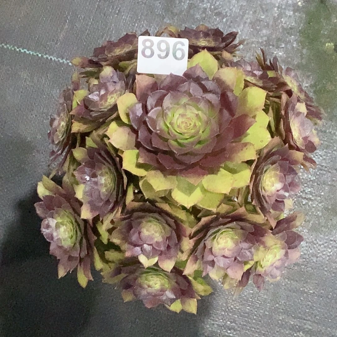 896红魔冠服27公分清棚福利价