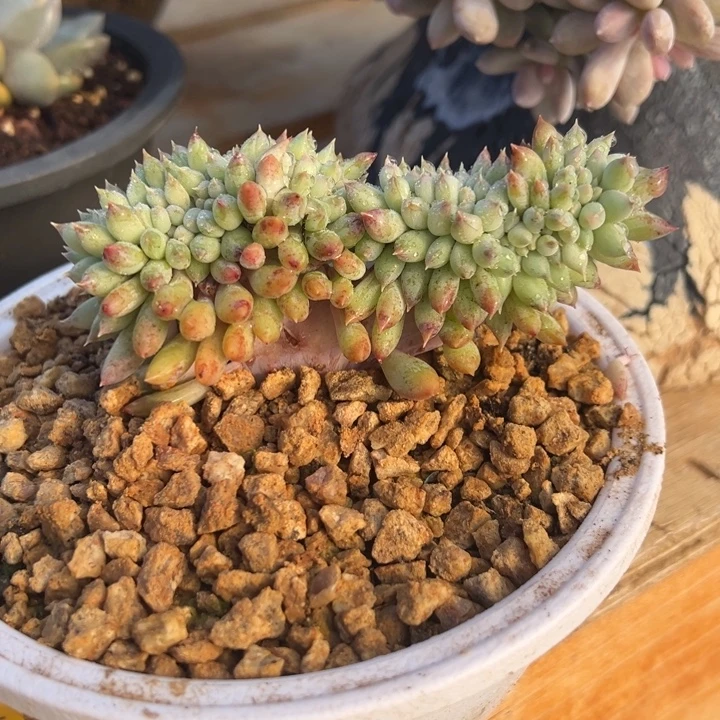 冰淇淋缀化 夏鸣园艺