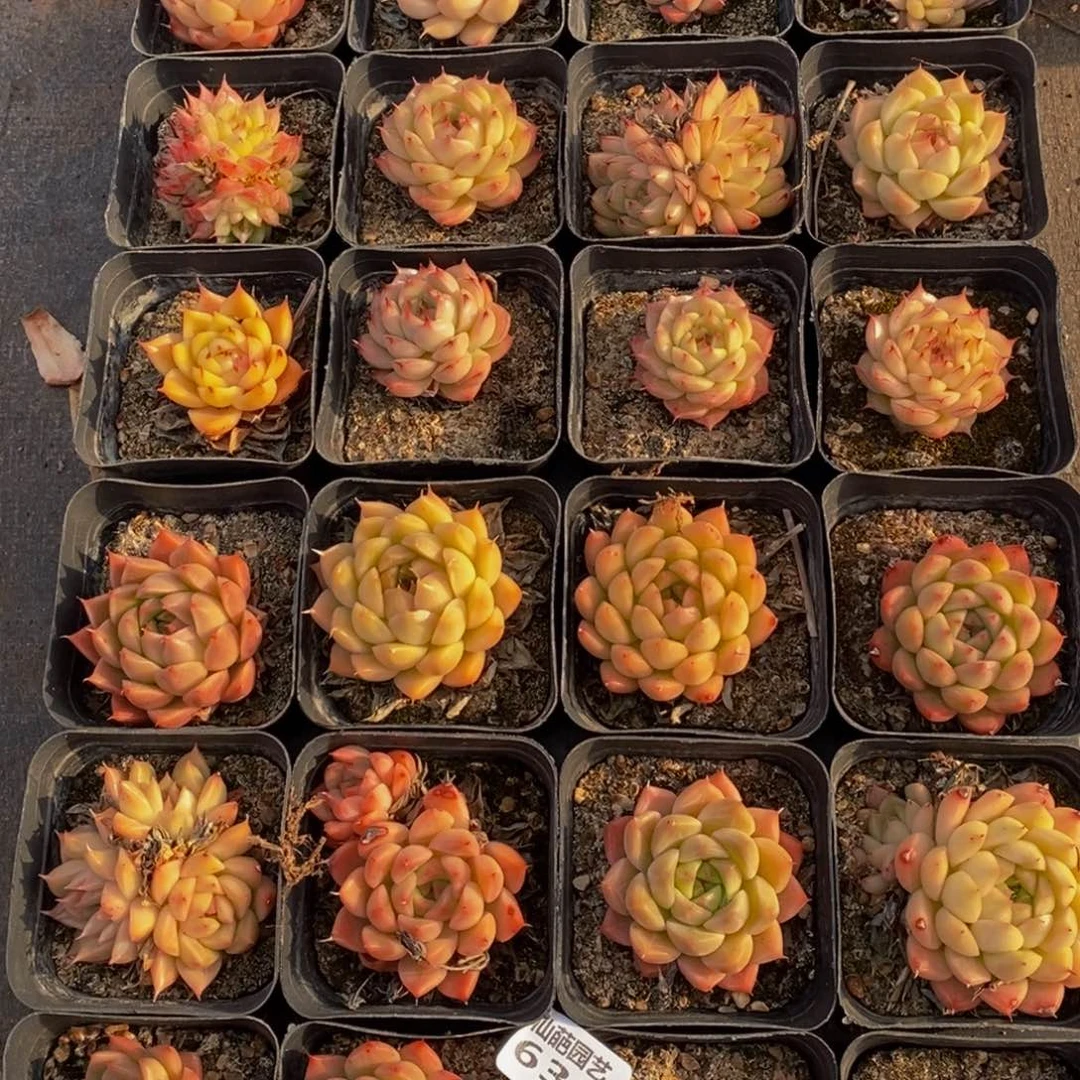 632的人生态度是一