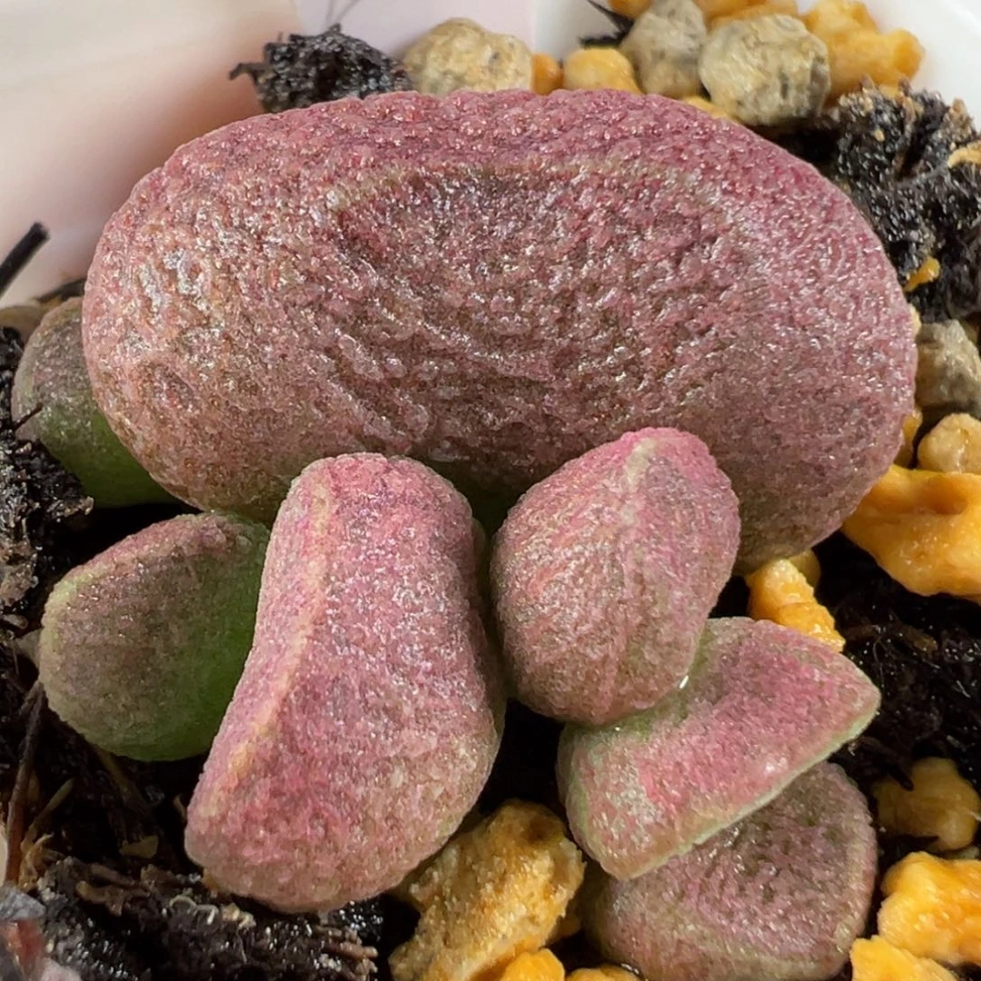 w颗粒款实生新品多肉植物
