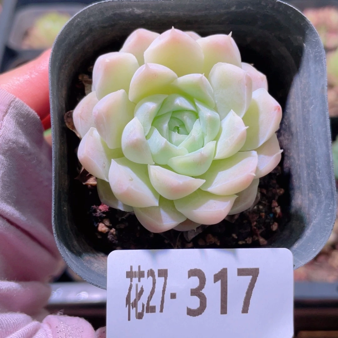 花利美27-317白月影