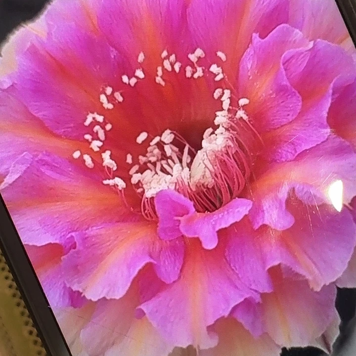 水仙006侧芽4公分彩草