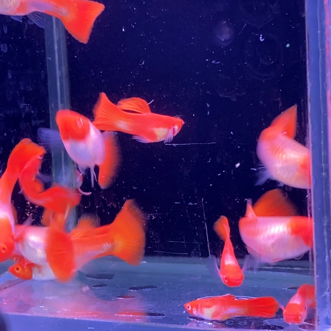 孔雀鱼福利红头20条包邮