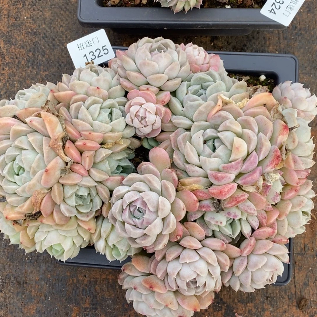 森*不包整散掉头1325散~特