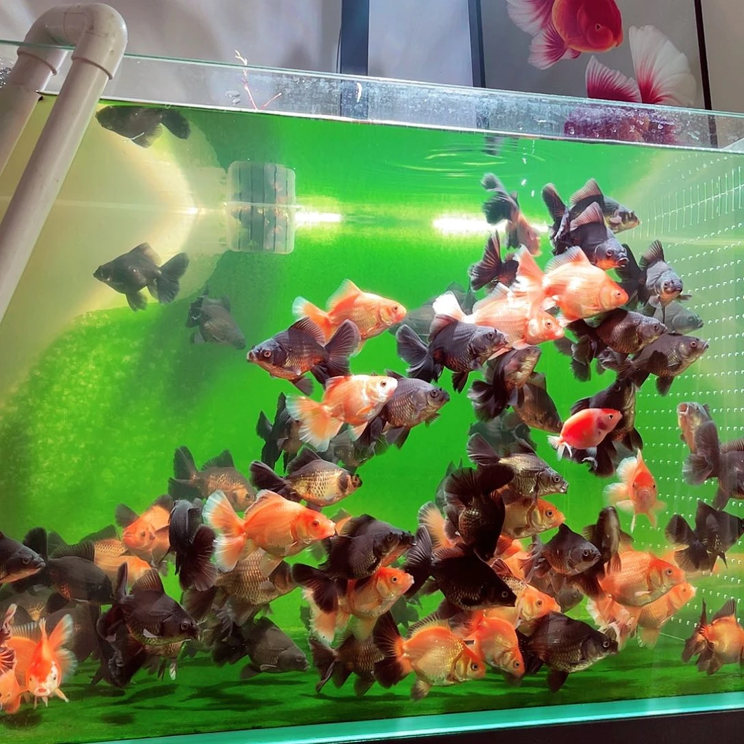 金鱼百褶泰狮苗子福利