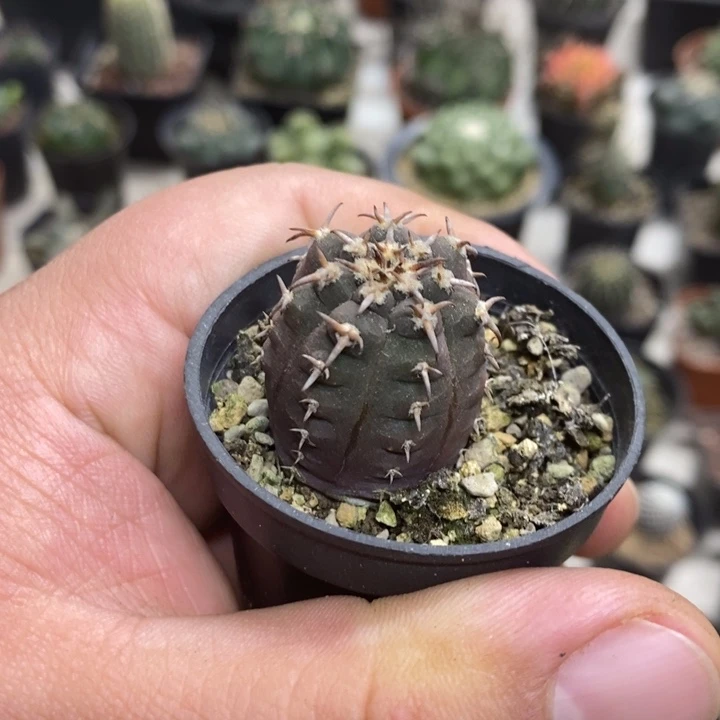 实生猫爪特价福利