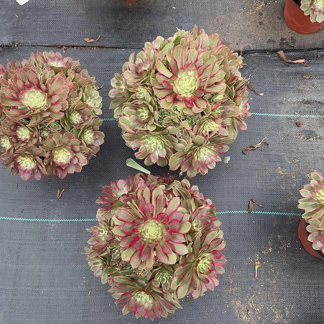 匆***匆玉芙蓉000000000000