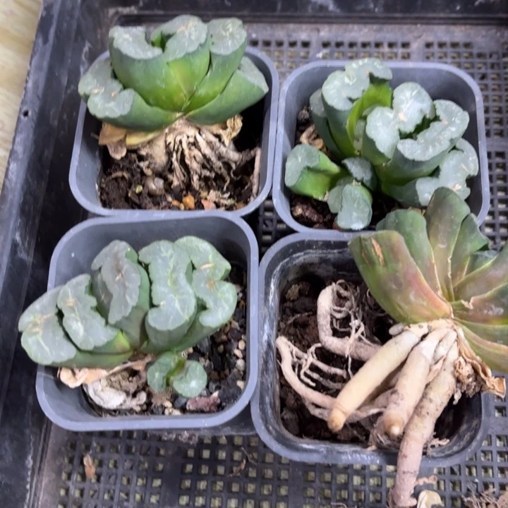 母本凤凰 方盘发货