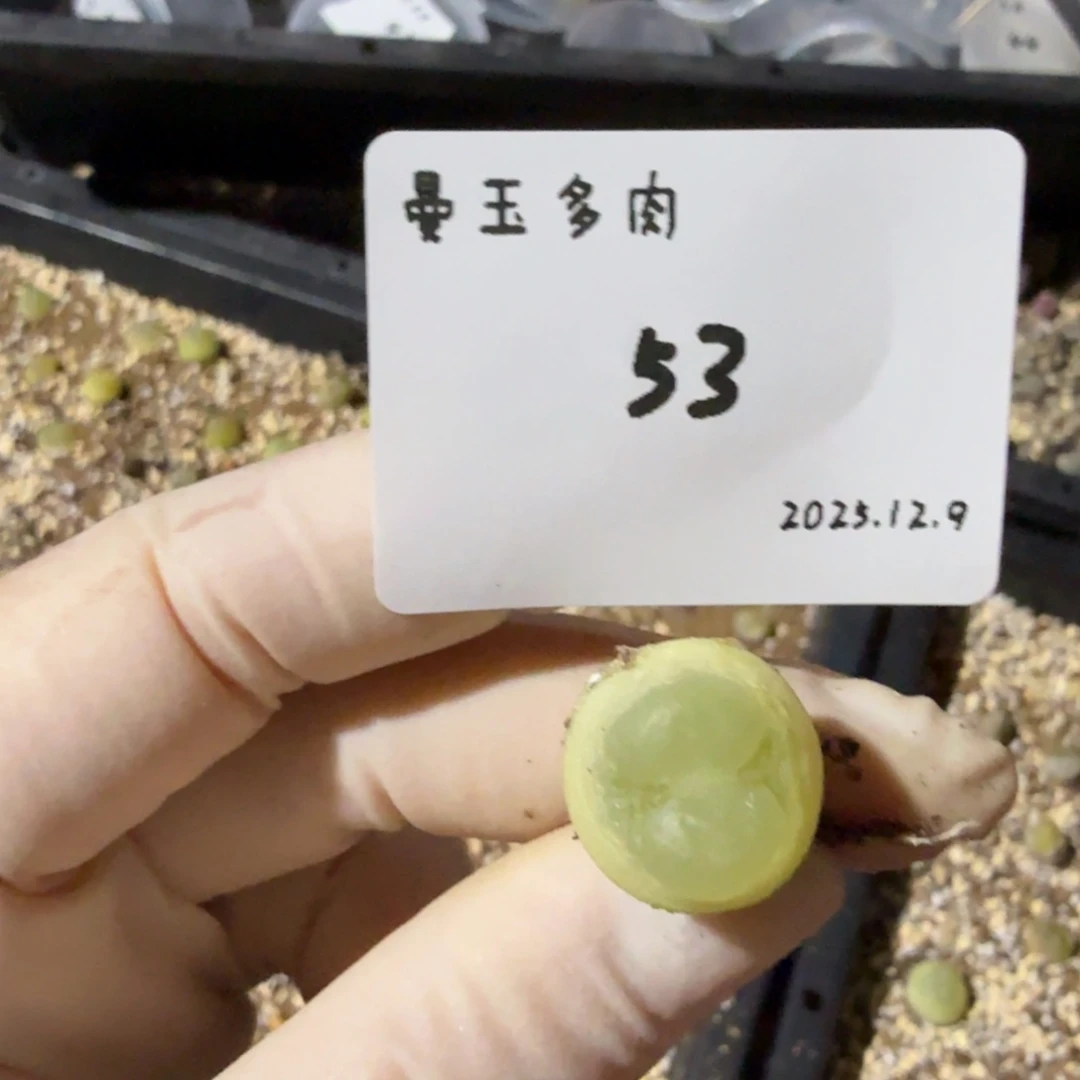 圆***脸多肉多肉多肉12.9-053