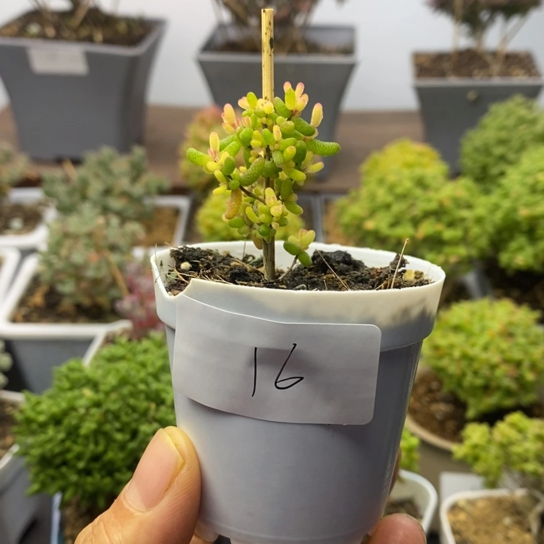 16糖球粉锦枝干番杏