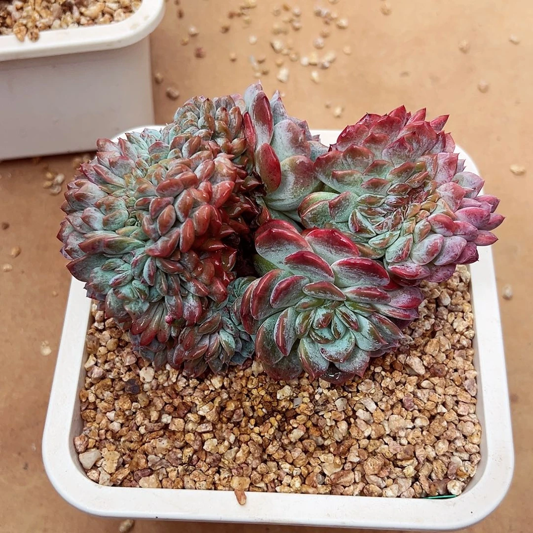 0917-130糯心冰魄树