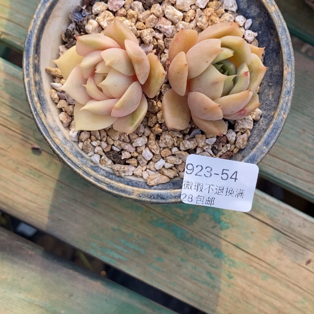 苹****54号多肉小可爱呀