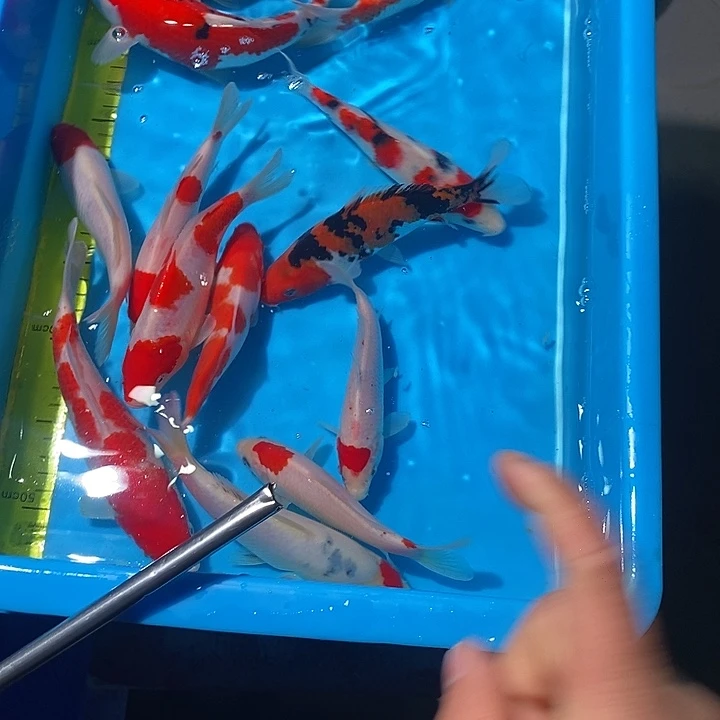 桐***部锦鲤纯种血统锦鲤鱼