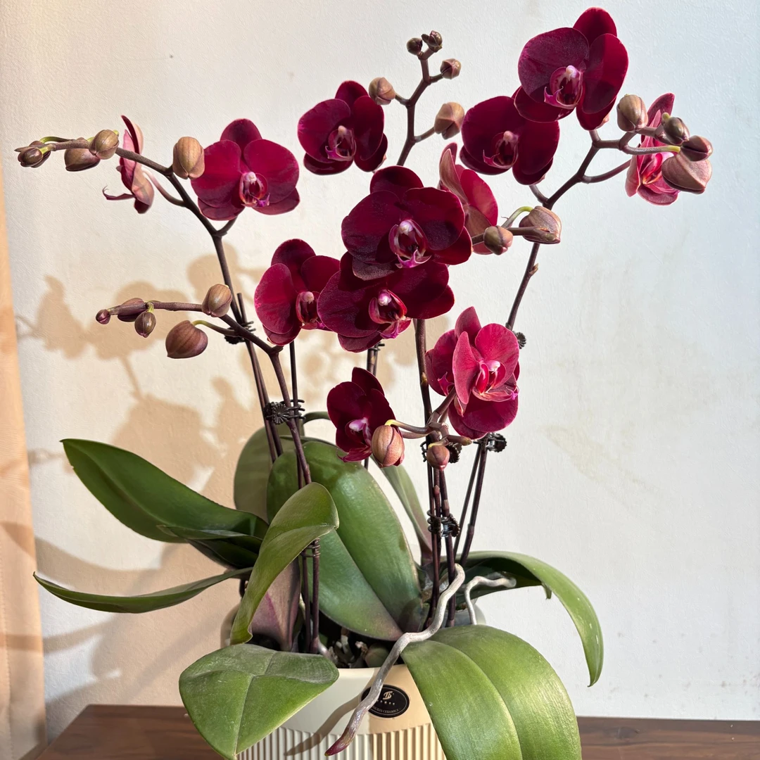 蝴蝶兰【红宝石】盆栽花卉观花植物室内厂家直销批发客厅清新