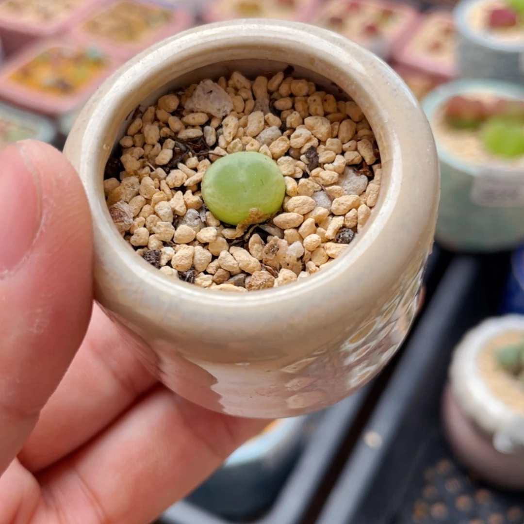 无花朵0225 -一物一拍 带盆