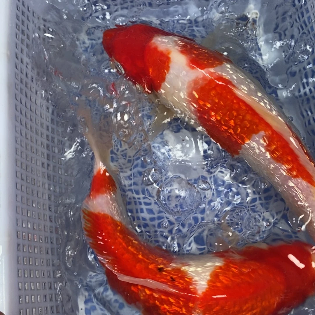 锦鲤冷水锦鲤包邮