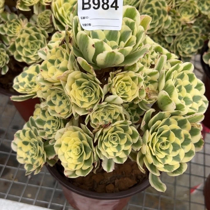 984迈巴赫20厘米左右