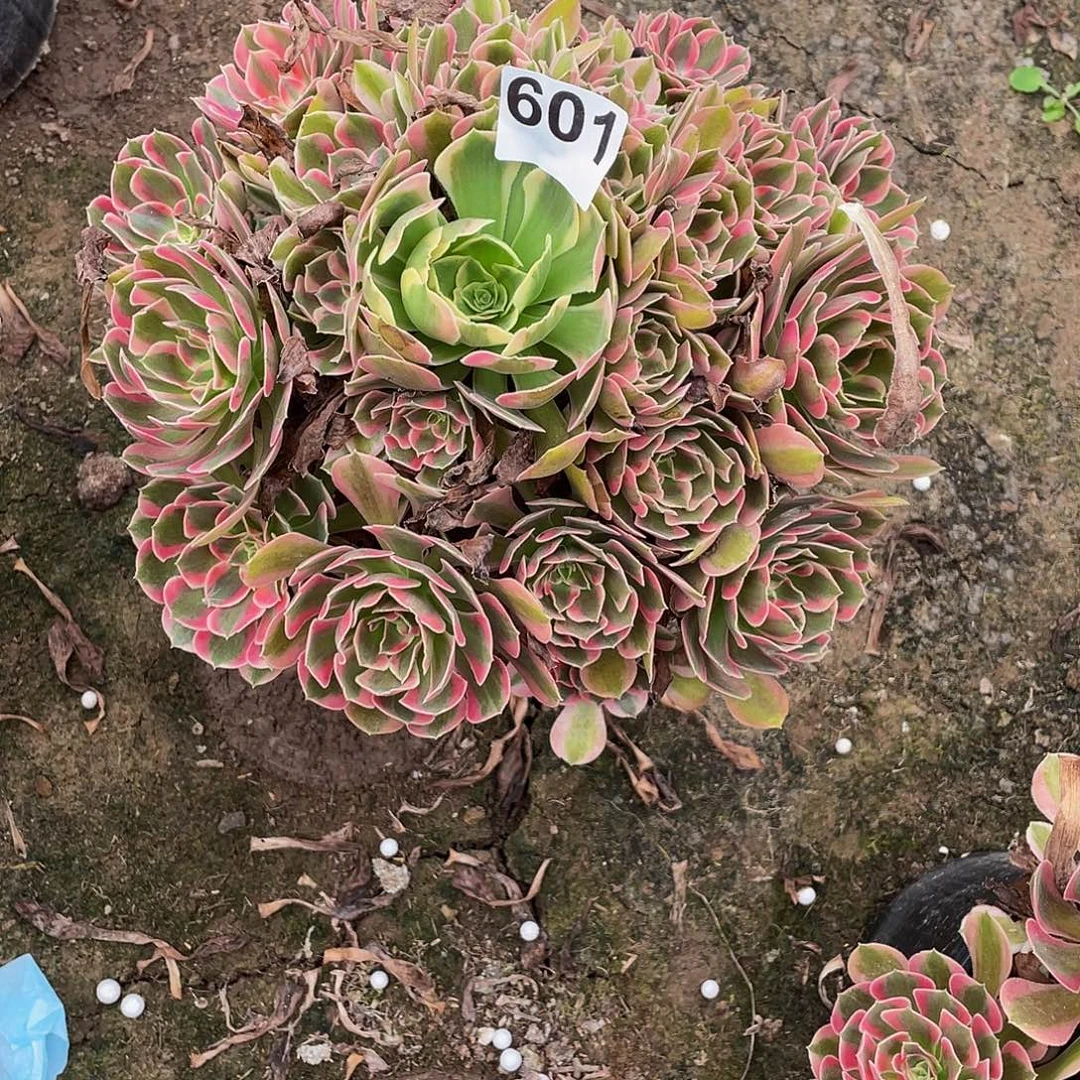 兵***莲多肉法师601号花样发货不包损