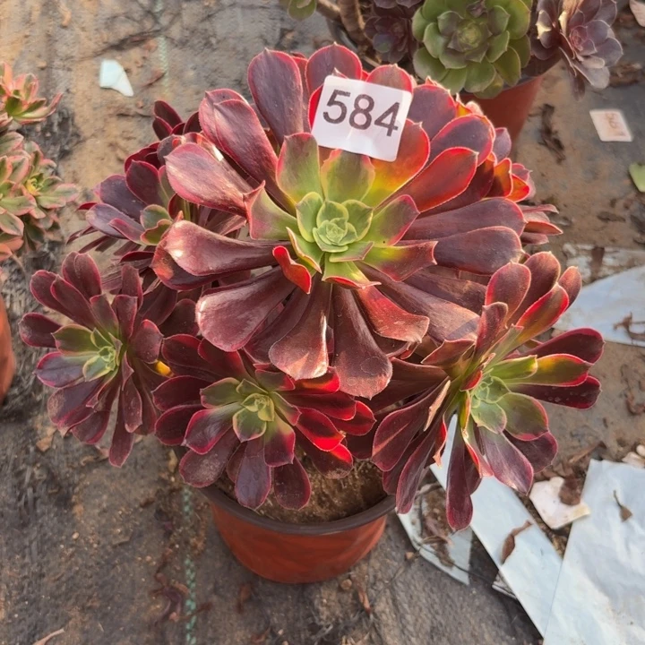 金丝雀多肉植物不包损584