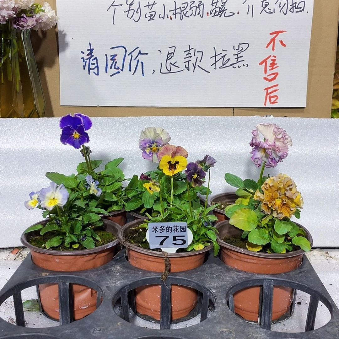 大部分花苞少量开放75