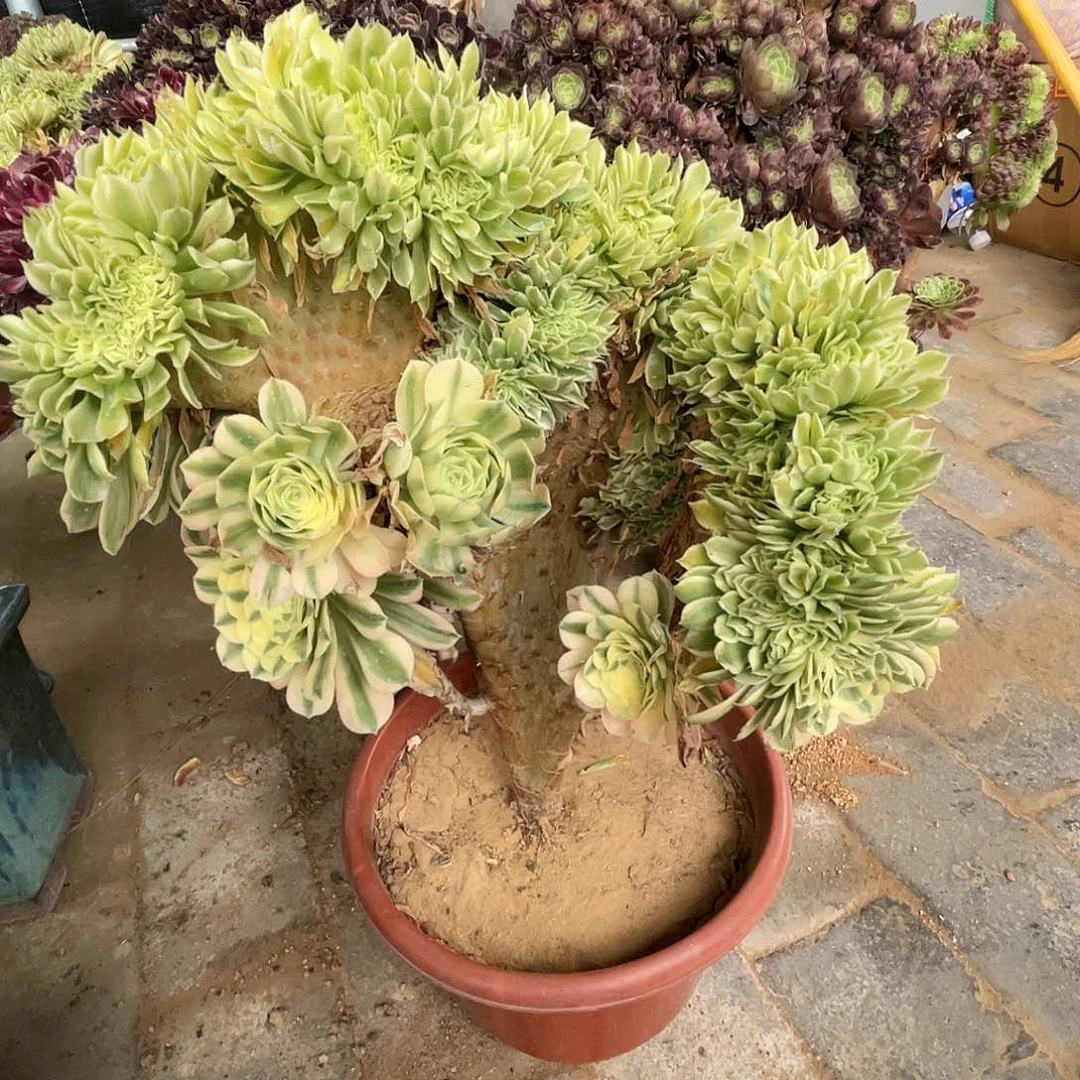 【闪购商品】全部花朵迈巴赫