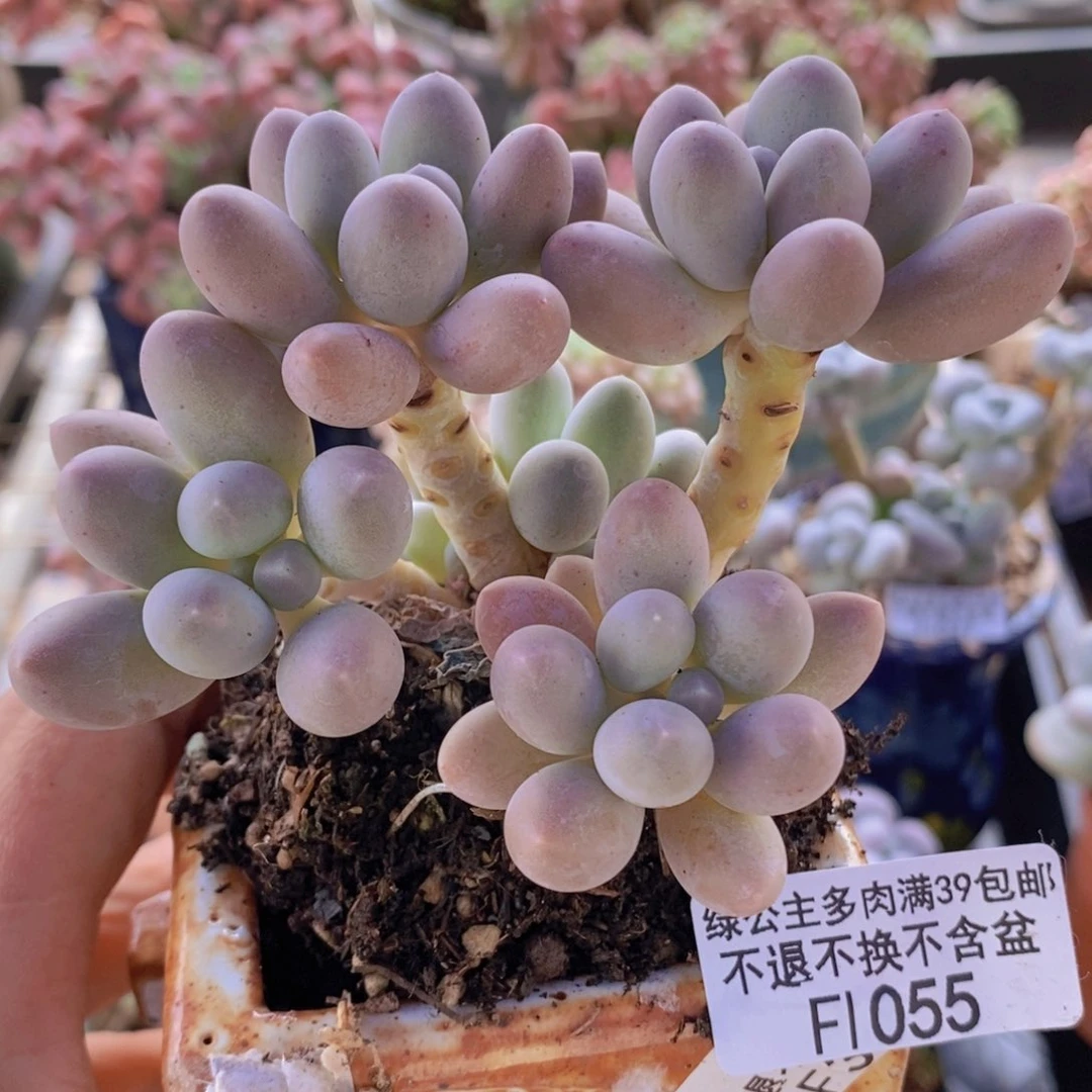 汤圆9cm1055多肉植物