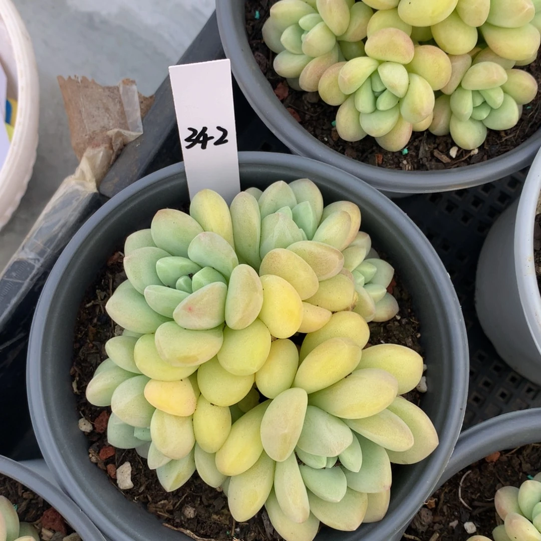 黄泡泡72727273737373