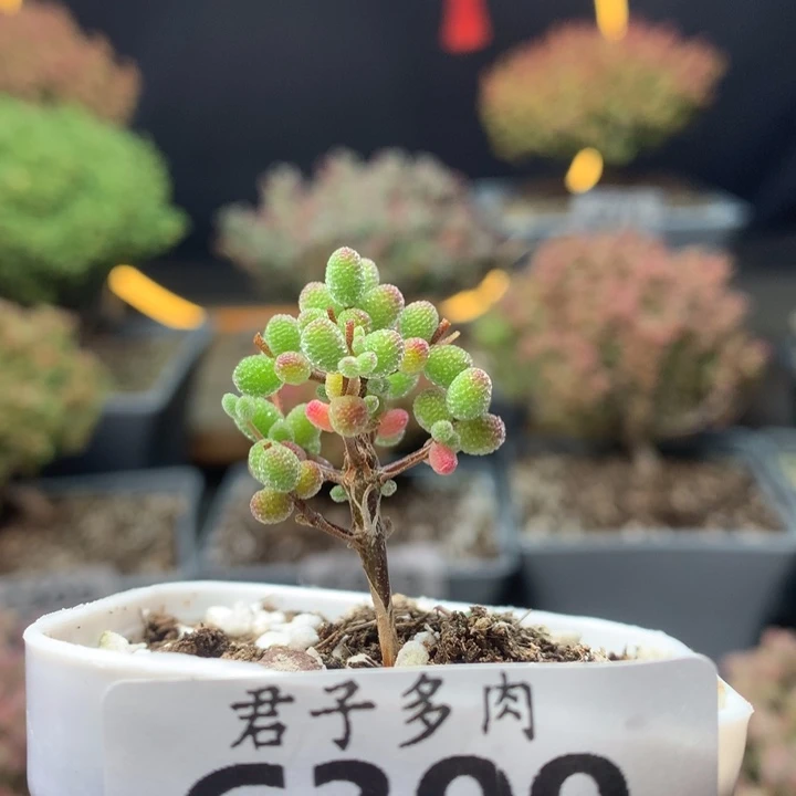 c300密叶糖球枝干番杏