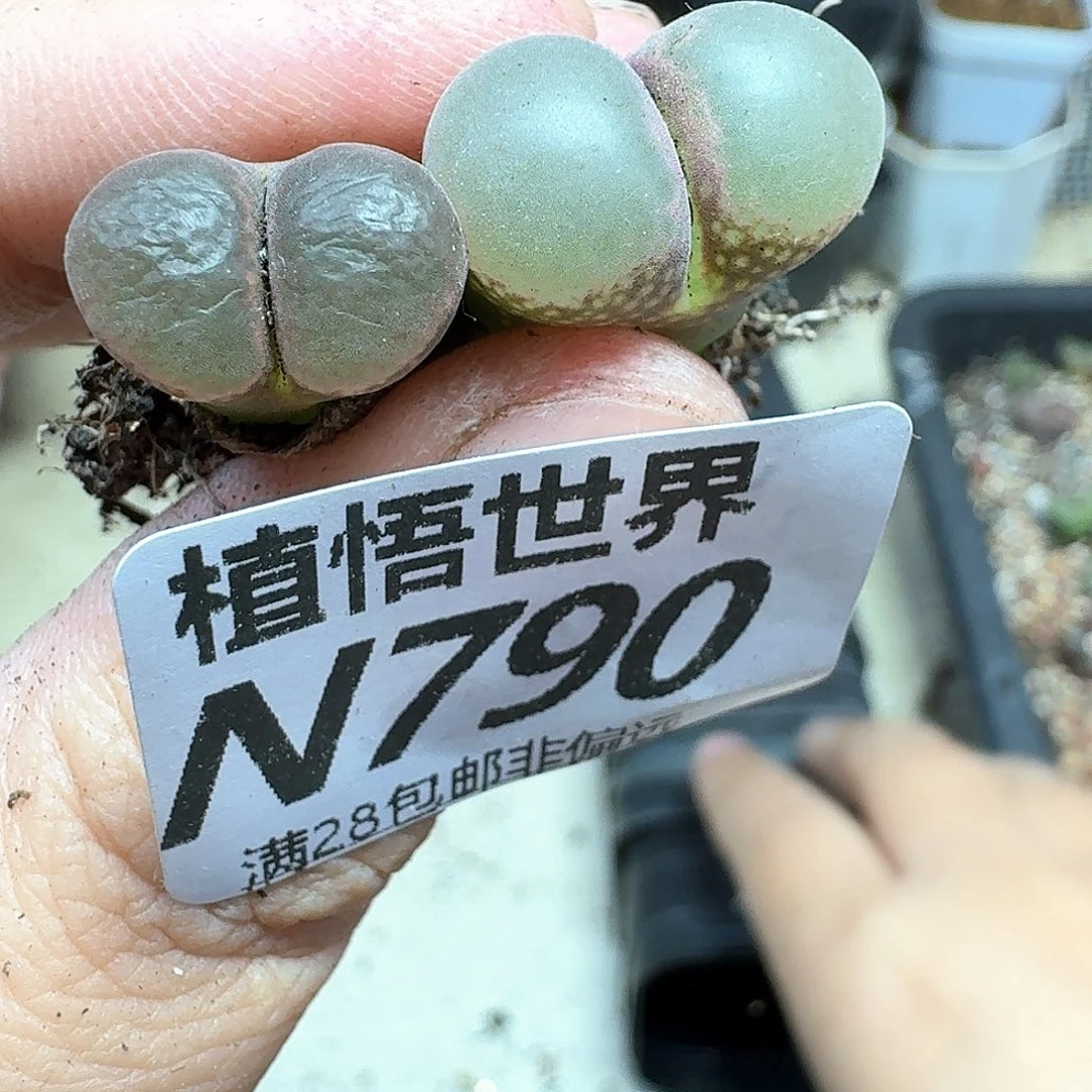 多肉W的润泽东西fg