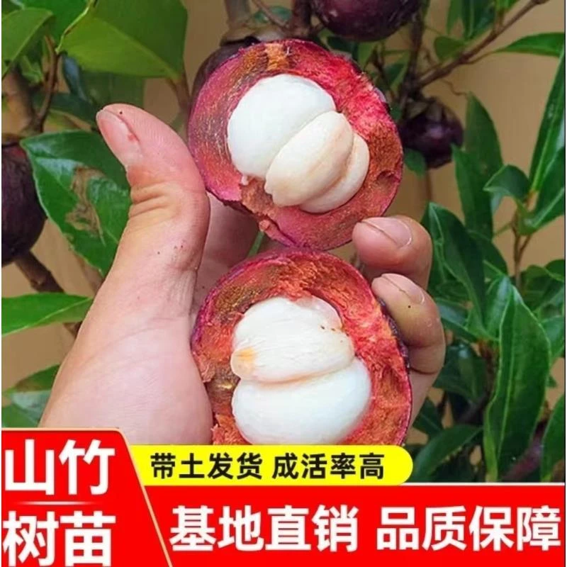 r山竹树苗无籽山竹果树苗阳台庭院盆栽地栽种植果树苗