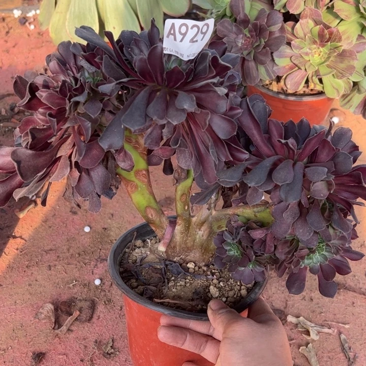 欧缀多肉植物929.