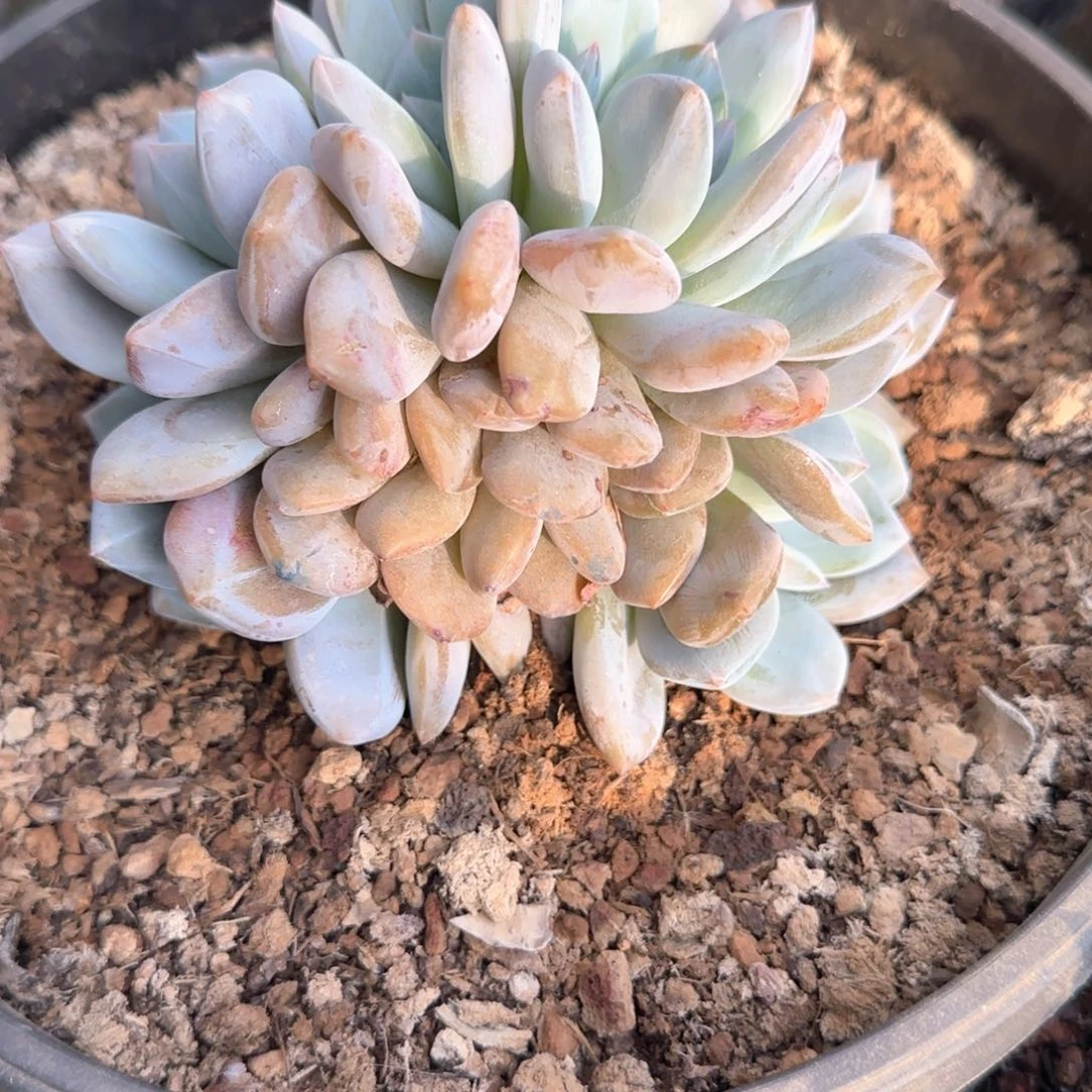多肉植物多肉植物