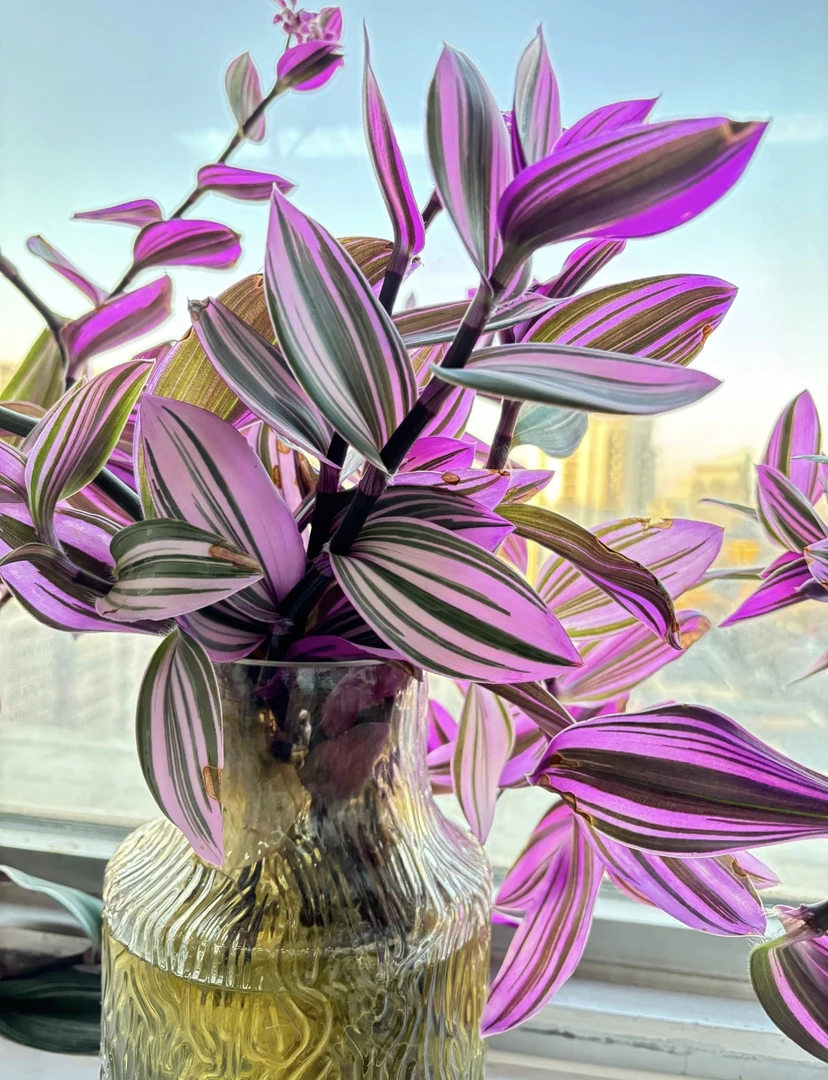 油画吊兰 吊兰中的爱马仕 园艺界的奢侈品【可土培可水培】