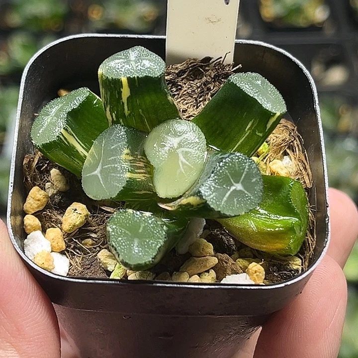 187玉龙万象锦头家多肉十二卷