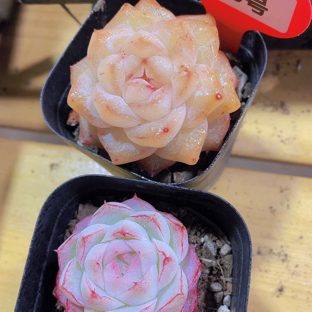 1080号 粉钻加精品女王