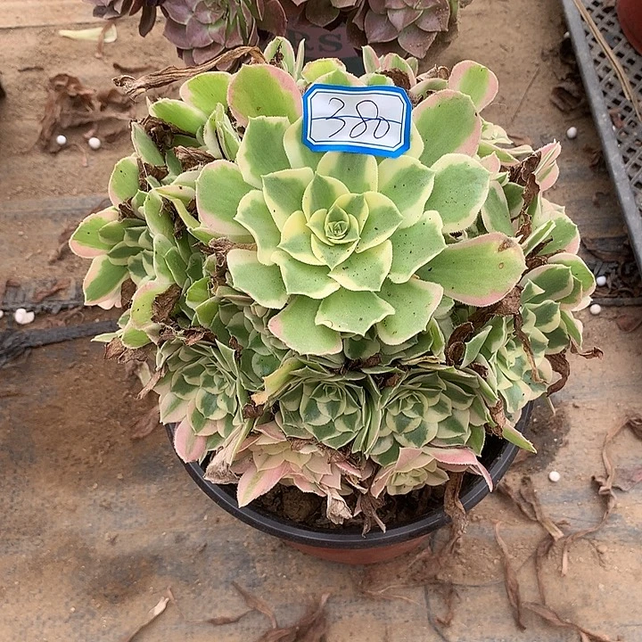 多肉植物叶罗刹380号