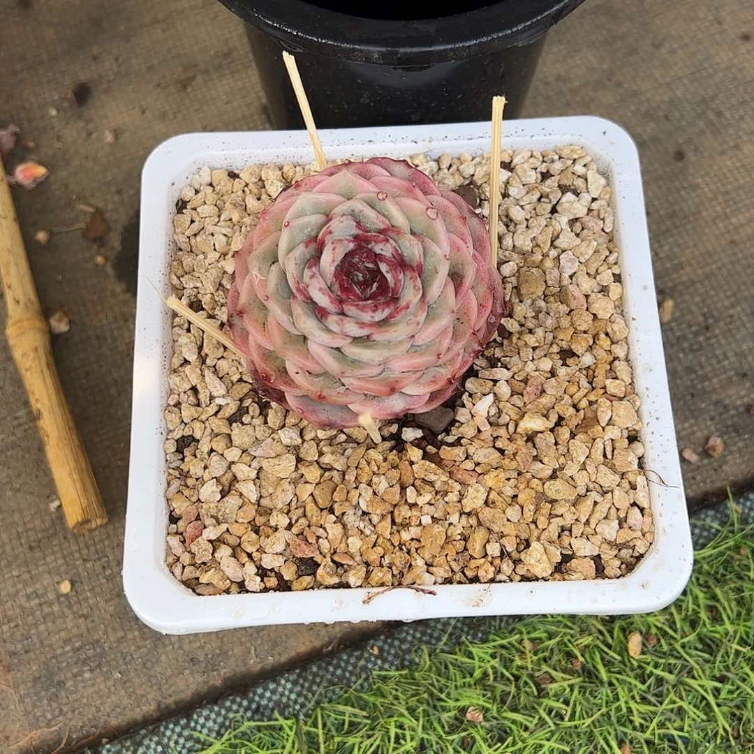 海*源天鹅绒锦多肉植物