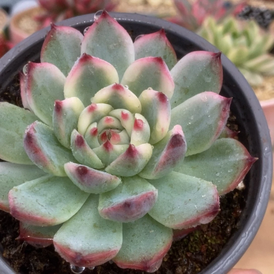 61锦锦锦锦锦锦锦锦锦