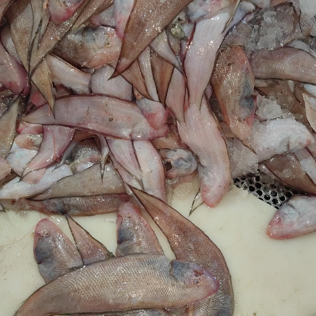 广东包邮潮汕厚肉龙舌发5包