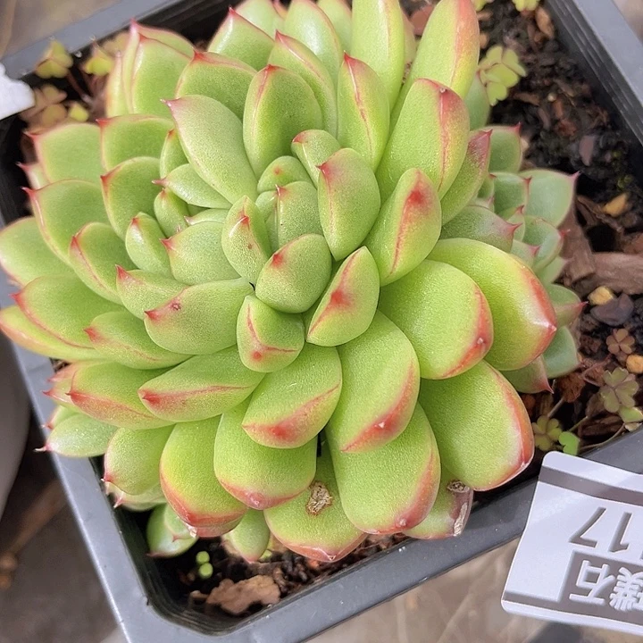 东云杂3117多肉植物