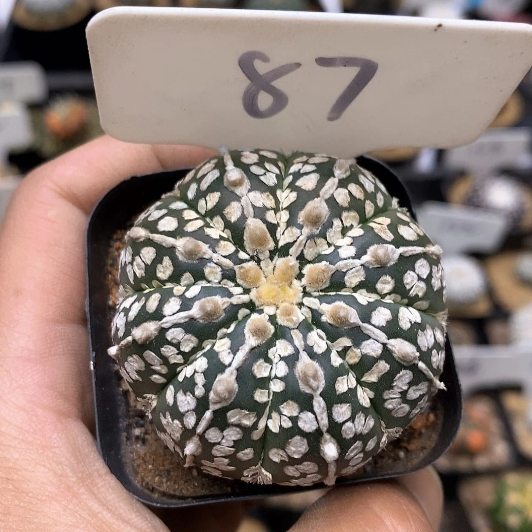 开播时间周一晚播到周四上午