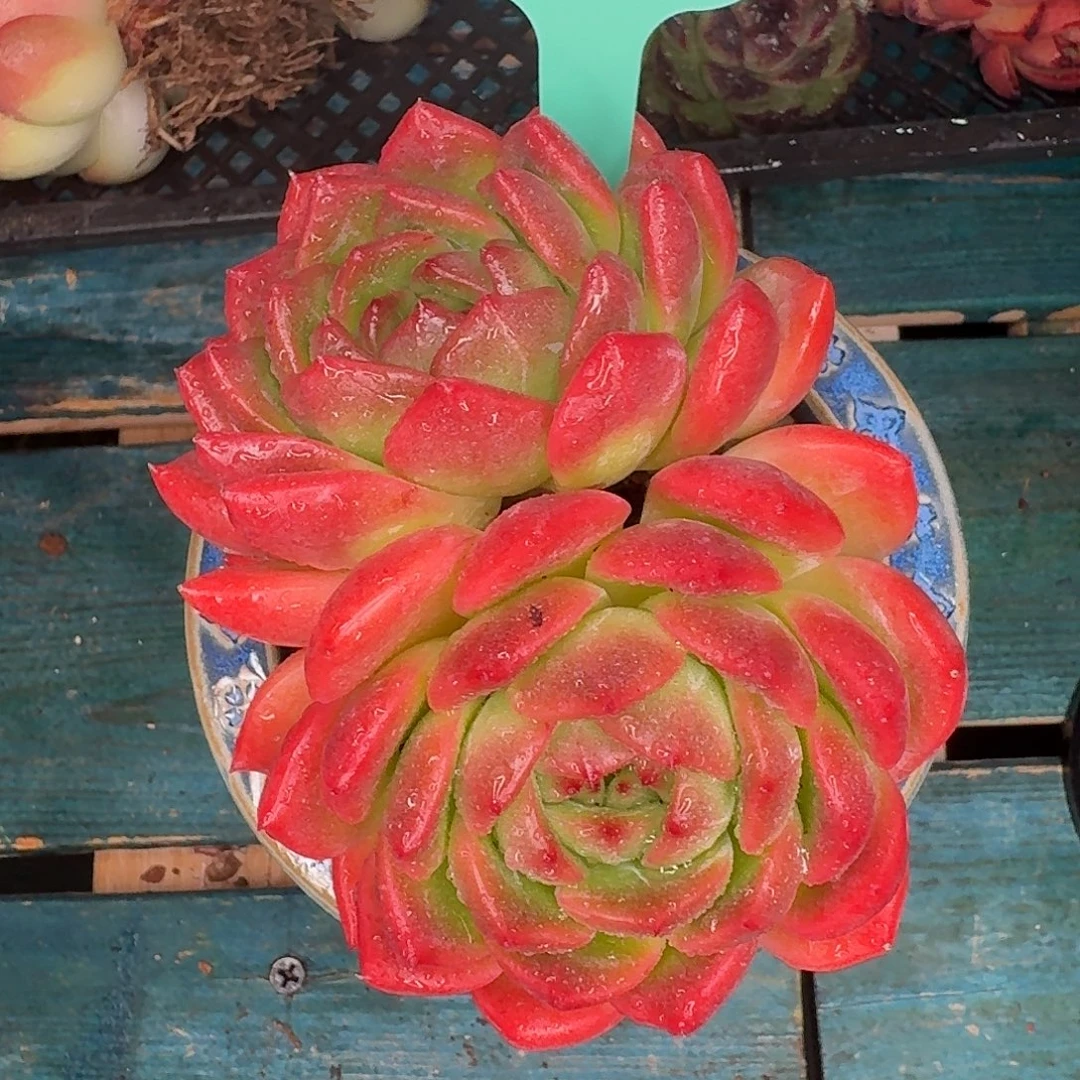 从前慢多肉农资店1021-49